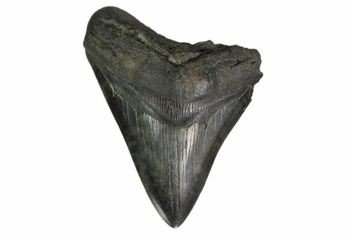 Fossil Megalodon Tooth - South Carolina #160414
